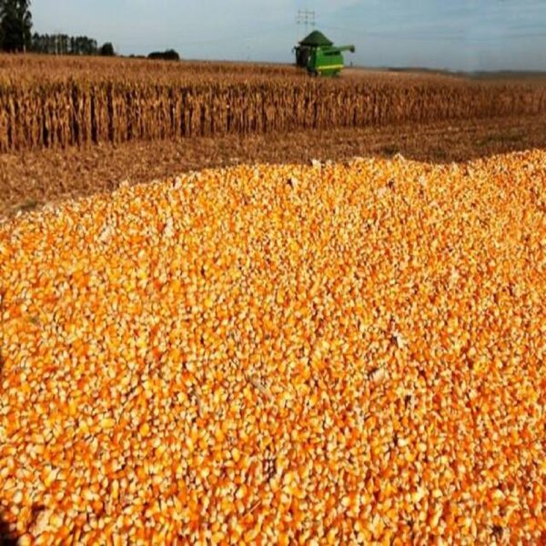 Yellow Maize/Corn